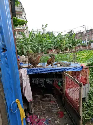 One Hen with a Chick