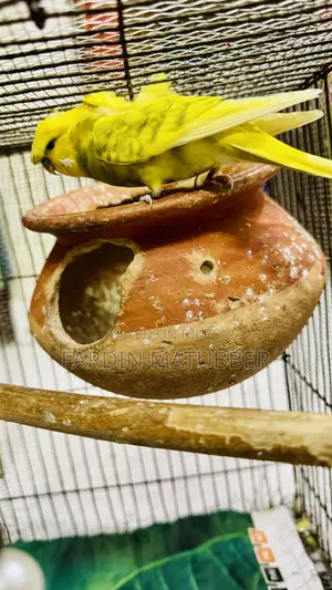 Jp Budgie