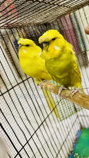 Jp Budgie