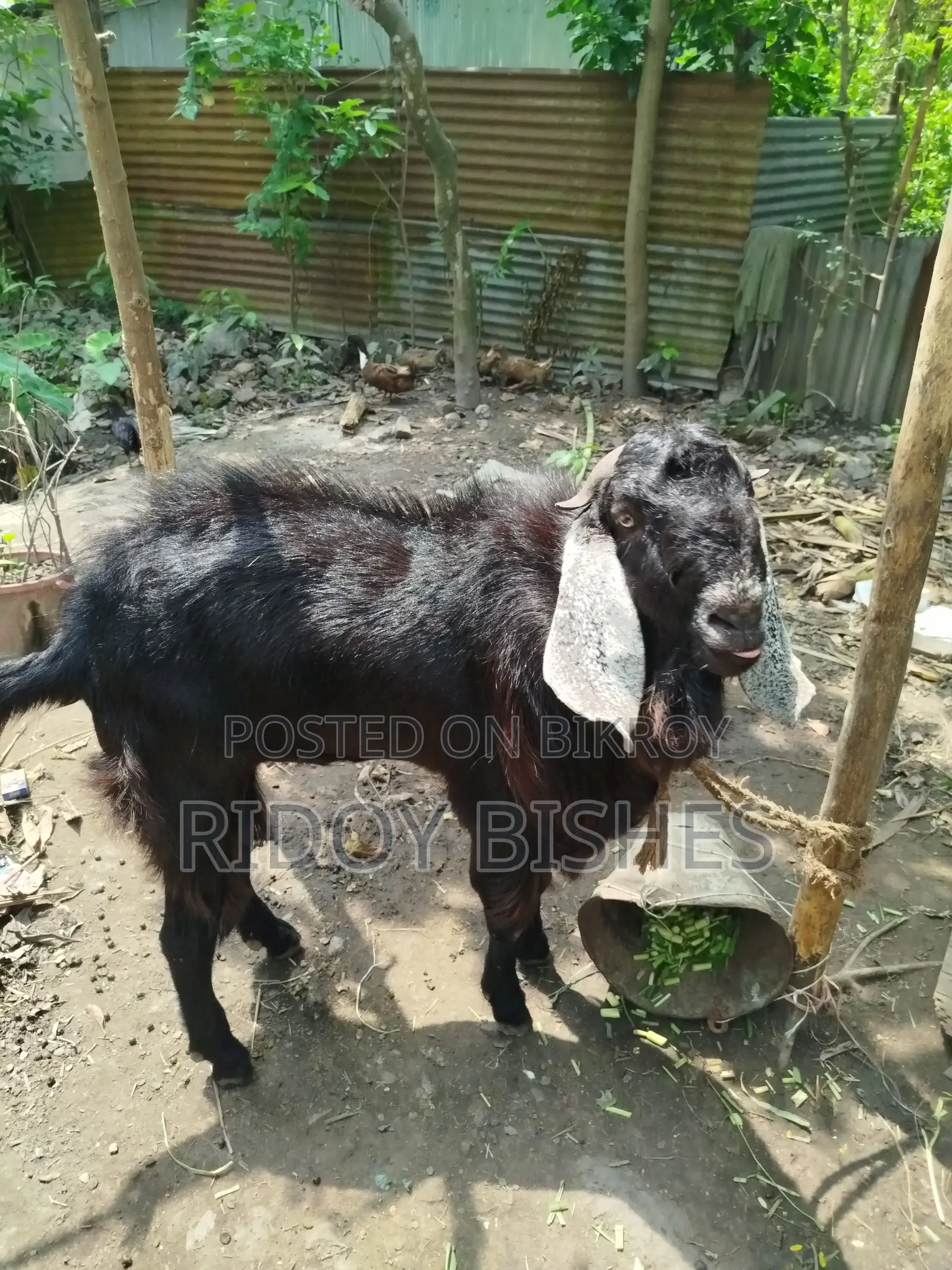 Tota Buri Goat for Sale