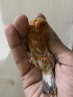 Full Body Orange Zabra Pair