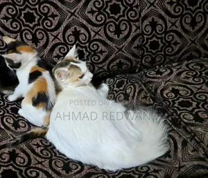 ১+ বছর বয়সী ফিমেল মিক্সড ব্রিড বেঙ্গল