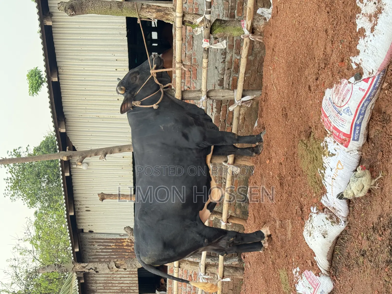 Large Friesian Cow for Sale