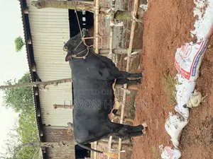 Large Friesian Cow for Sale