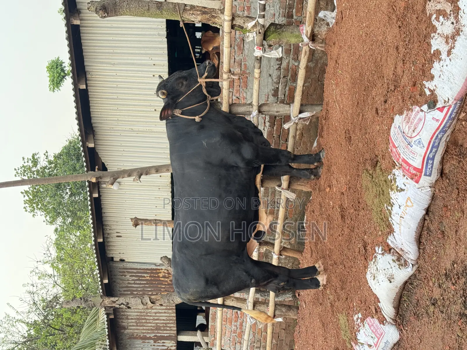 Large Friesian Cow for Sale