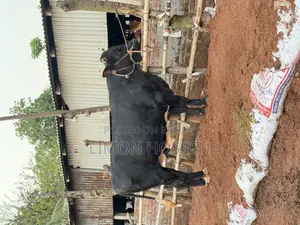 Large Friesian Cow for Sale