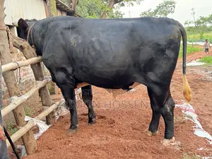 Large Friesian Cow for Sale