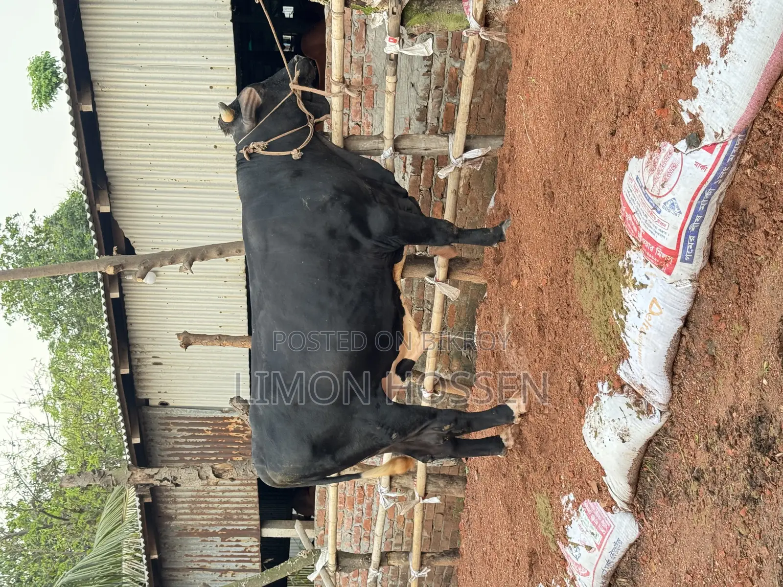 Large Friesian Cow for Sale