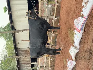 Large Friesian Cow for Sale
