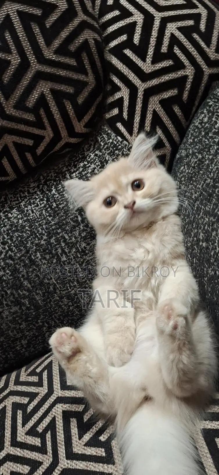 Pure Persian Cat