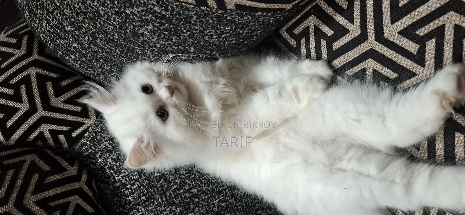 Pure Persian Cat