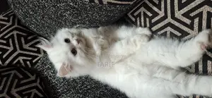 Pure Persian Cat