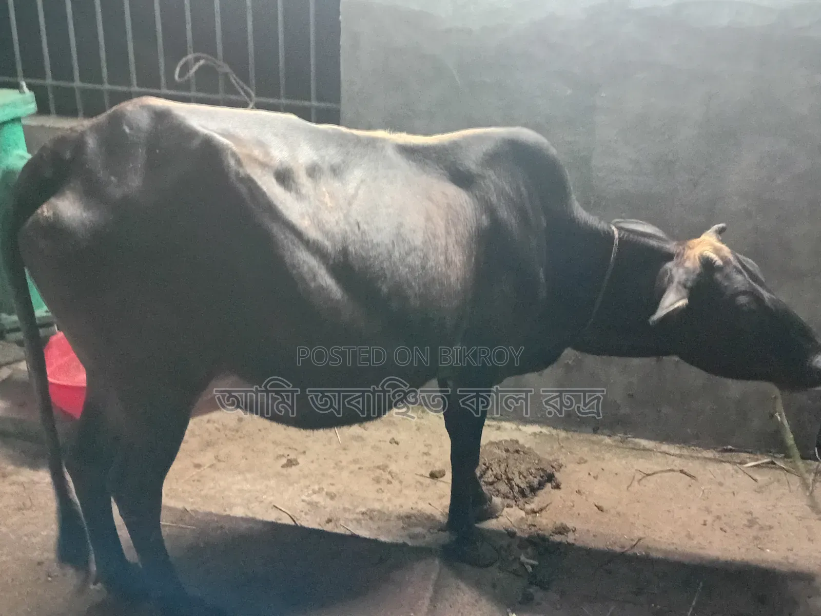 দেশি গাভীর ও বকনা বাছুর