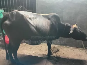 দেশি গাভীর ও বকনা বাছুর