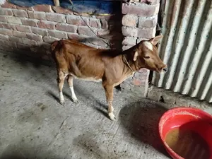 দেশি গাভীর ও বকনা বাছুর
