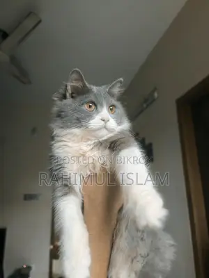 Persian male cat