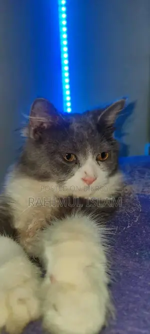 Persian male cat