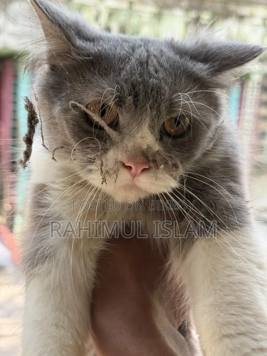 Persian male cat
