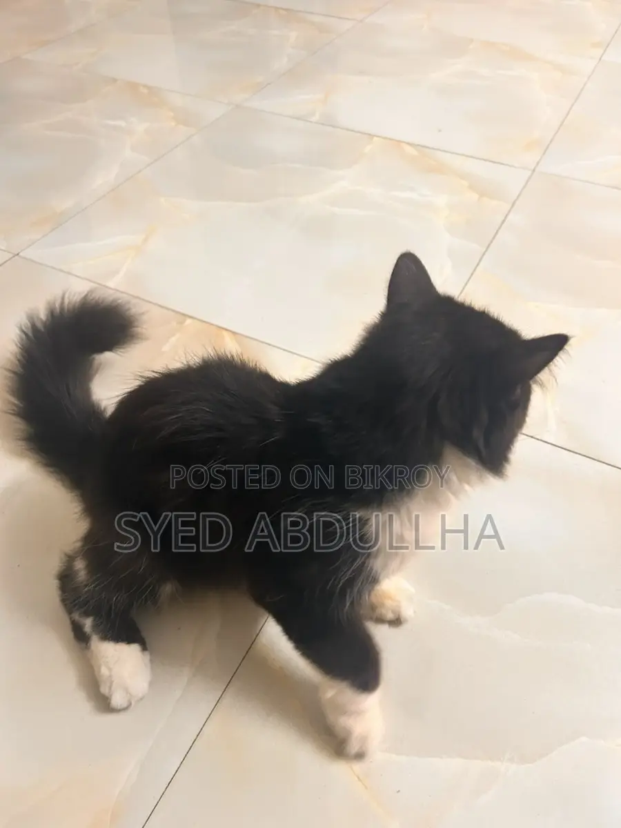 Cat for Sale