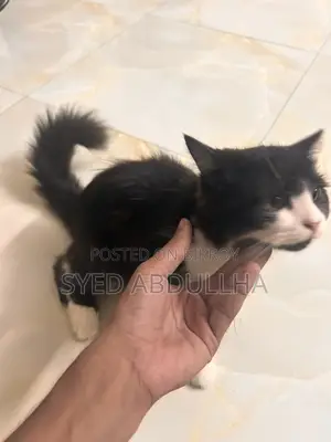 Cat for Sale