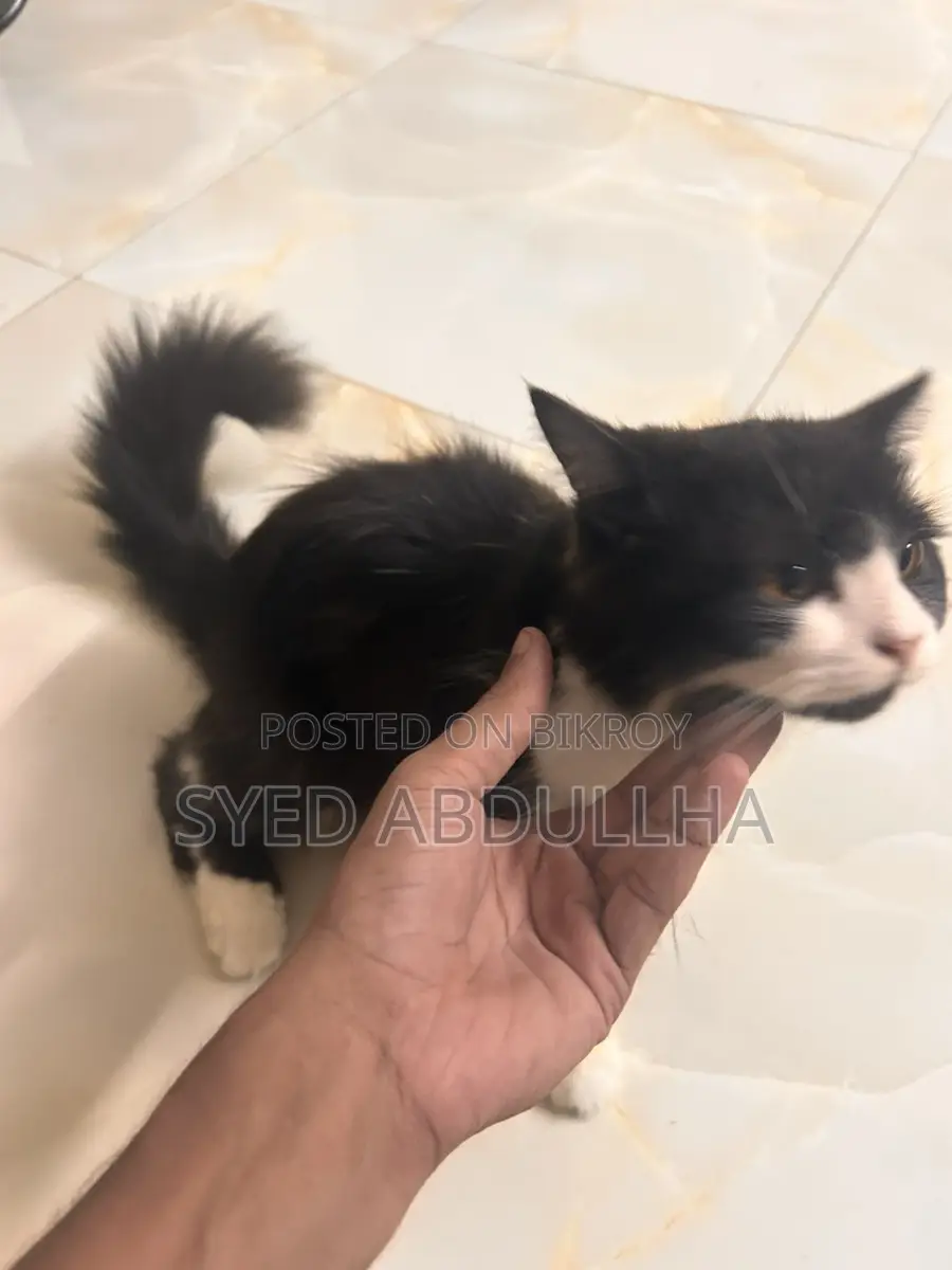Cat for Sale