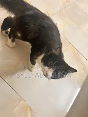 Cat for Sale