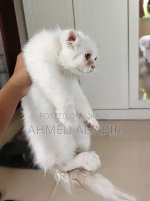 1-3 Months Female Purebred Persian