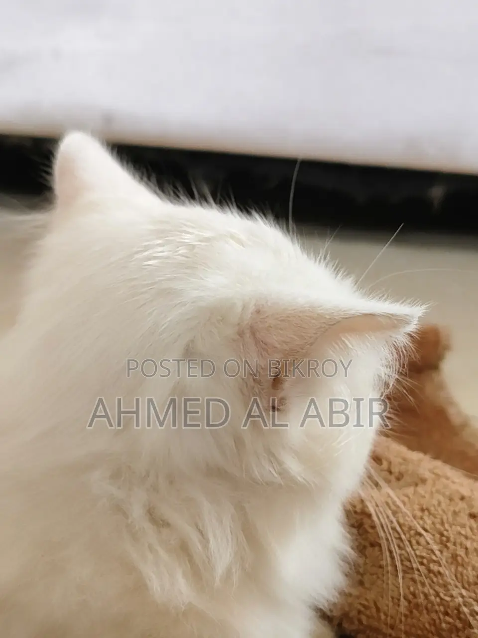 1-3 Months Female Purebred Persian