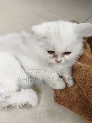 1-3 Months Female Purebred Persian