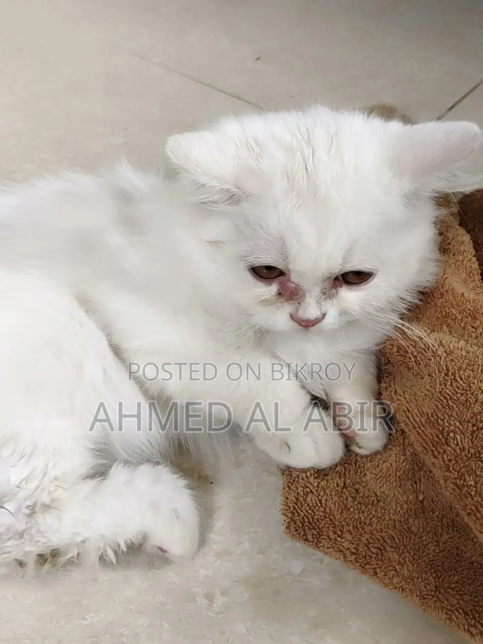 1-3 Months Female Purebred Persian