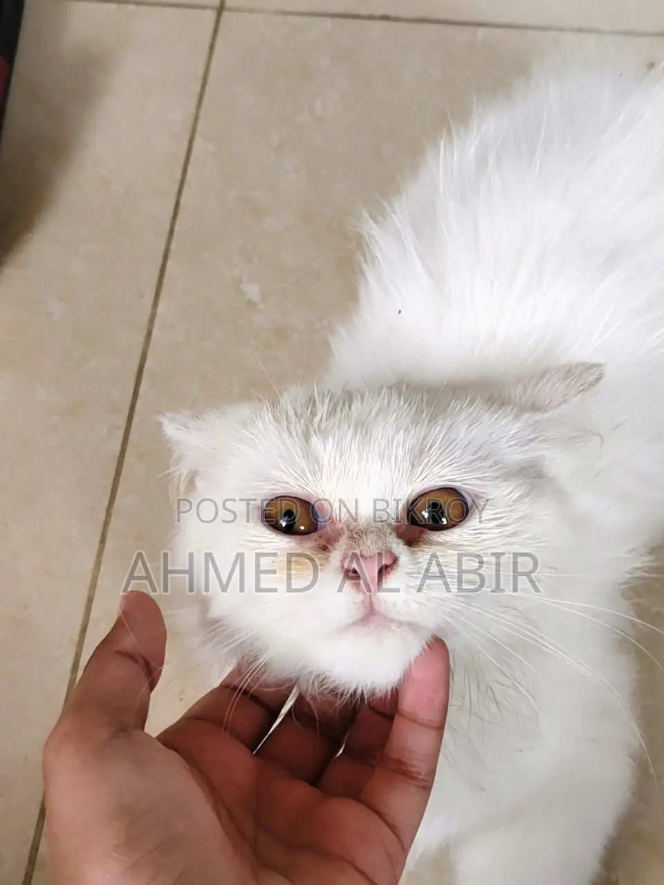1-3 Months Female Purebred Persian