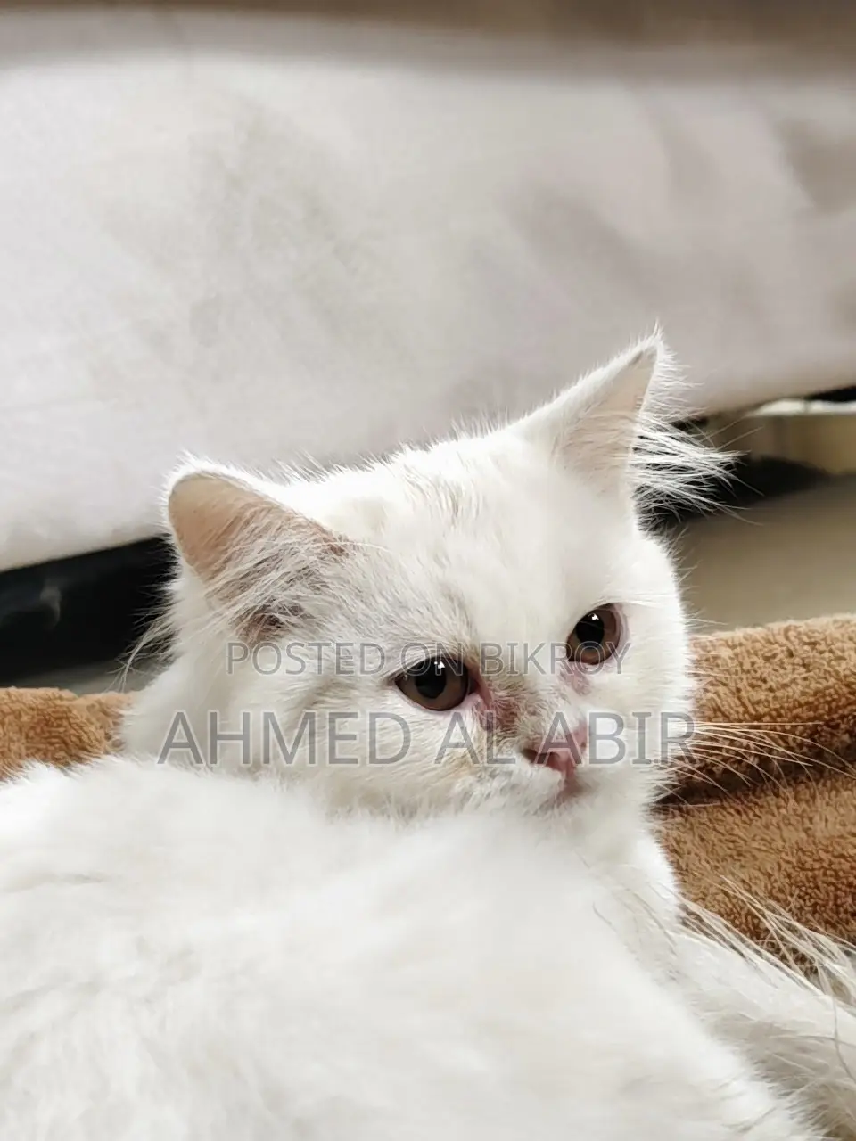 1-3 Months Female Purebred Persian