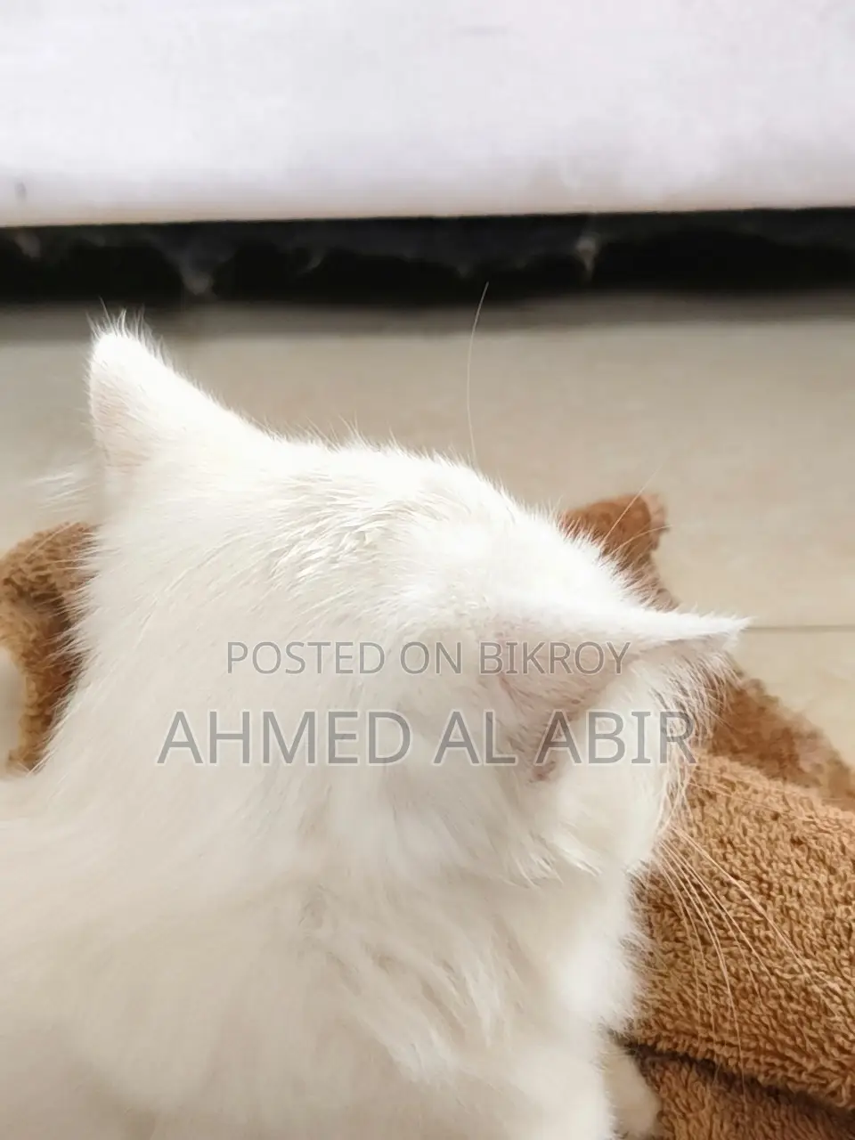 1-3 Months Female Purebred Persian