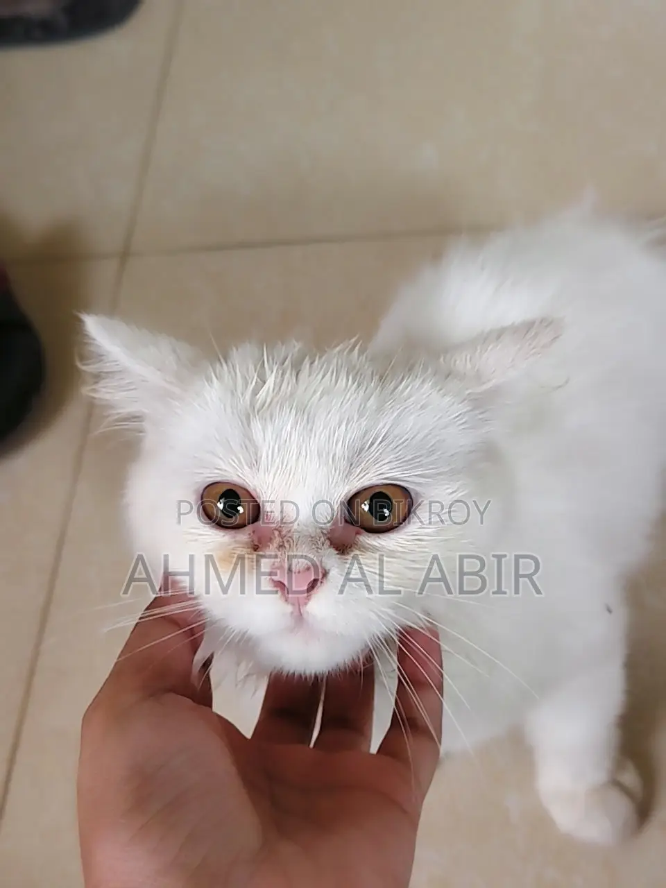 1-3 Months Female Purebred Persian