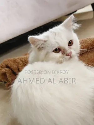 1-3 Months Female Purebred Persian