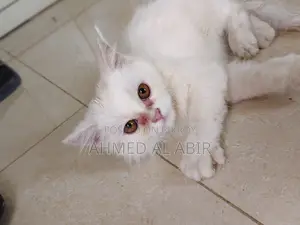 1-3 Months Female Purebred Persian