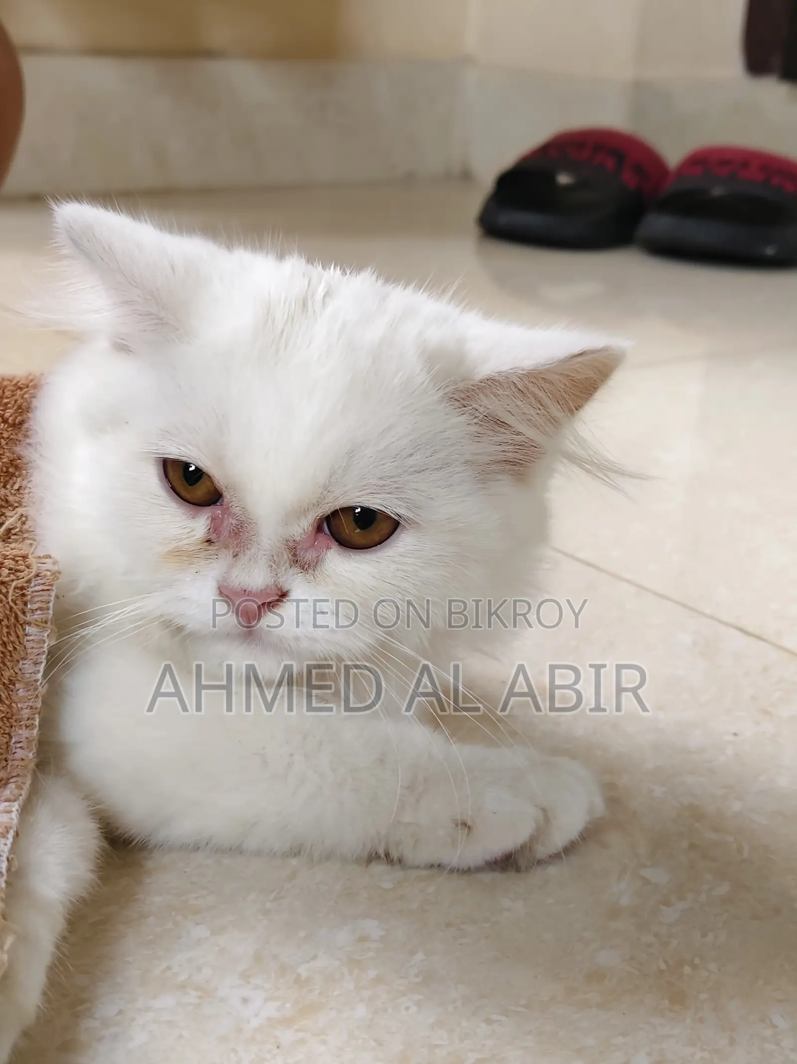 1-3 Months Female Purebred Persian