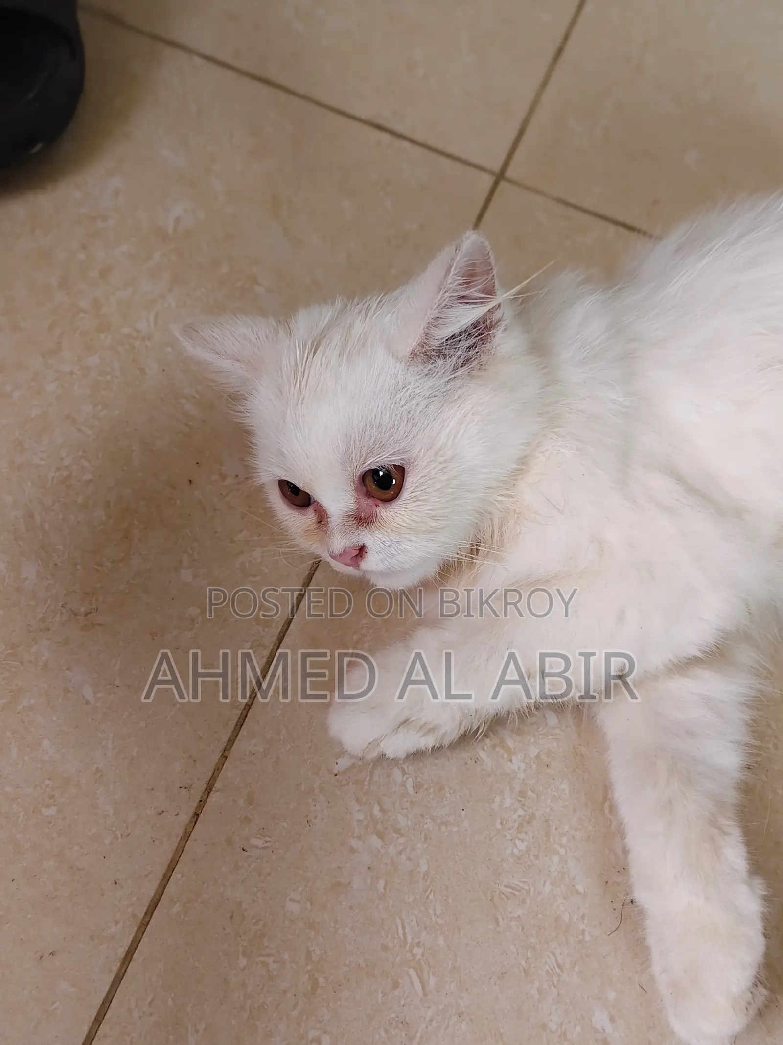 1-3 Months Female Purebred Persian