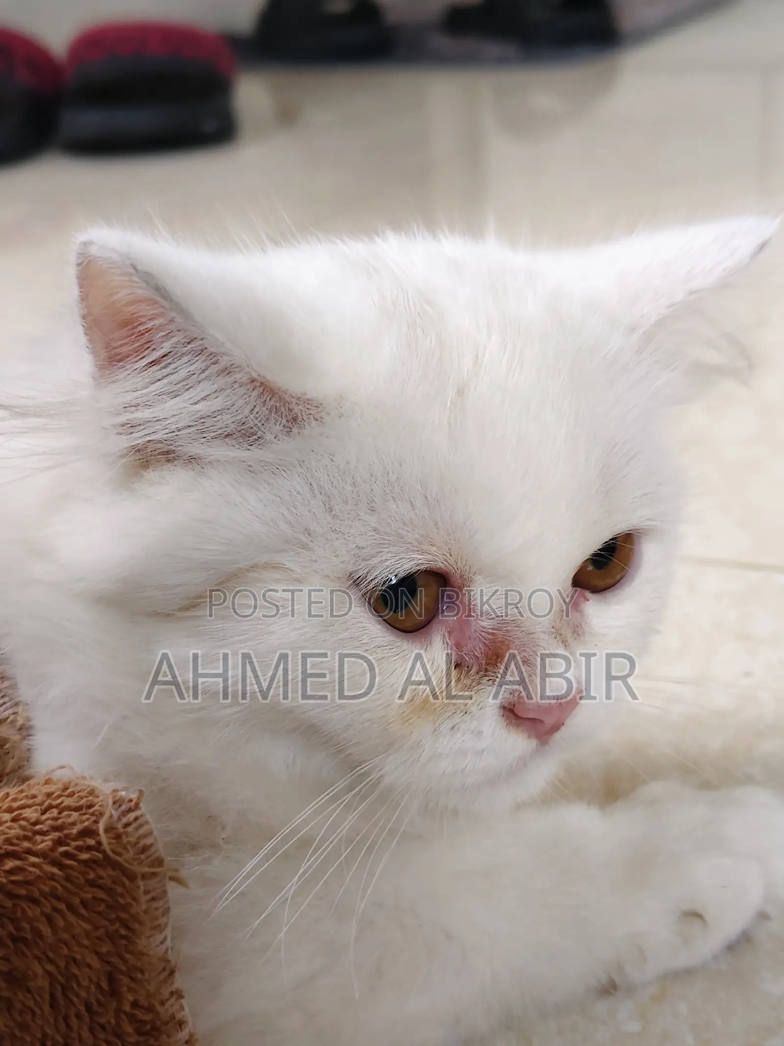 1-3 Months Female Purebred Persian