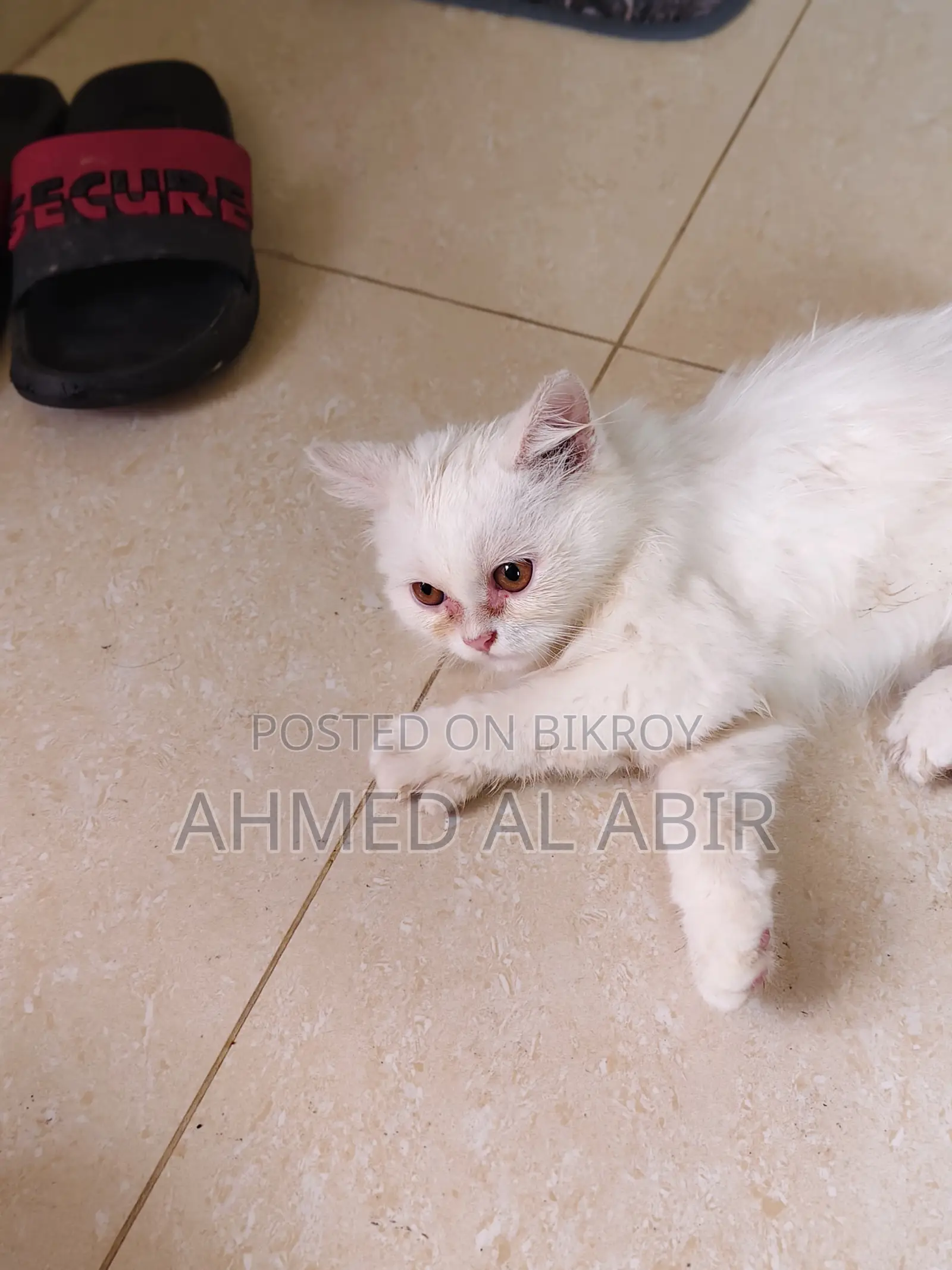 1-3 Months Female Purebred Persian