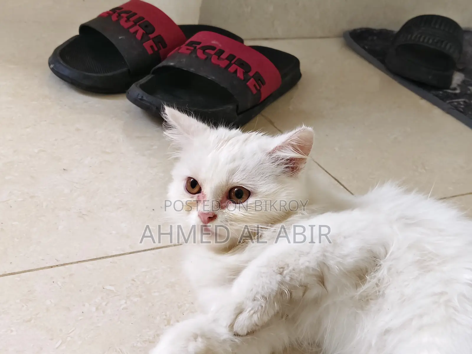 1-3 Months Female Purebred Persian