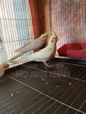 Albino Cockatiel Running Pair