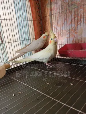 Albino Cockatiel Running Pair