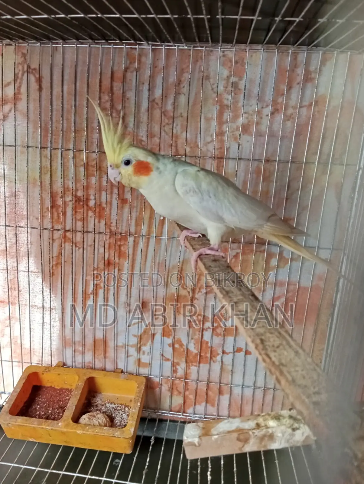 Albino Cockatiel Running Pair