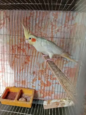 Albino Cockatiel Running Pair