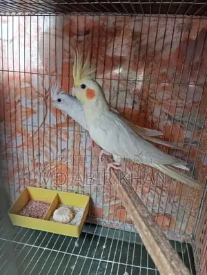 Albino Cockatiel Running Pair