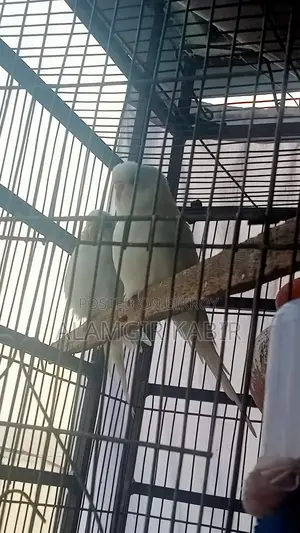 Brand New Bird Cage