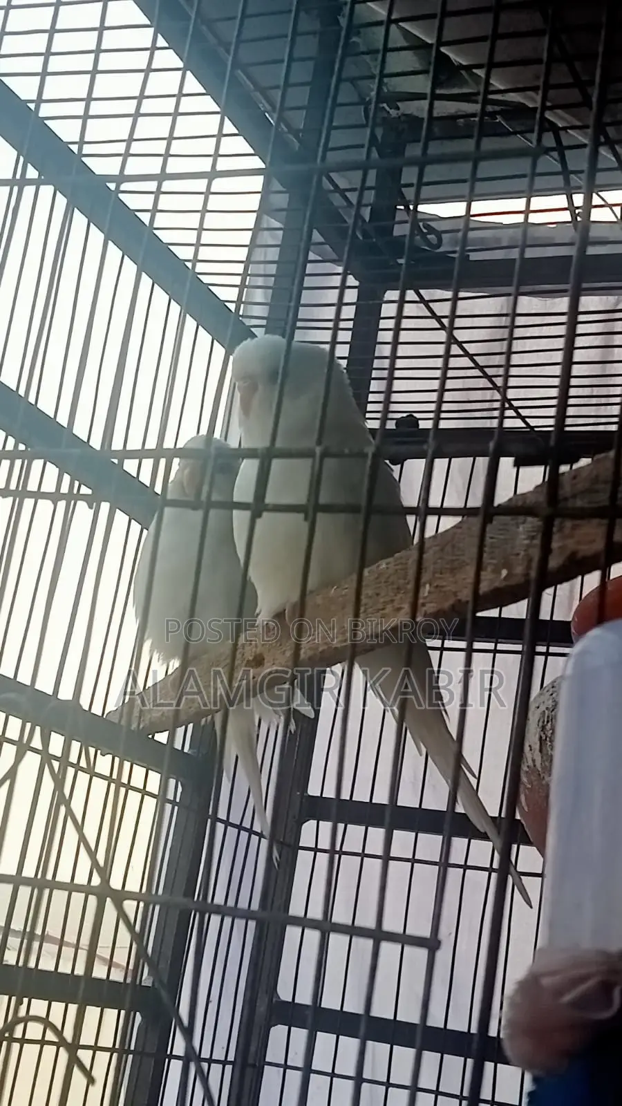 Brand New Bird Cage