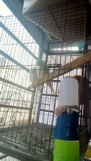 Brand New Bird Cage