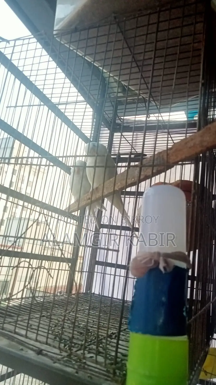 Brand New Bird Cage